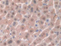 DAB staining on IHC-P; Samples: Mouse Liver Tissue;  Primary Ab: 20µg/ml Rabbit Anti-Mouse HPA Antib