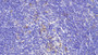 DAB staining on IHC-P; Samples: Mouse Spleen Tissue;  Primary Ab: 20μg/ml Rabbit Anti-Mouse HPA Antibody Second Ab: 2µg/mL HRP-Linked Caprine Anti-Rabbit IgG Polyclonal Antibody 