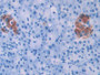 DAB staining on IHC-P; Samples: Human Pancreas Tissue; Primary Ab: 30µg/ml Rabbit Anti-Human HPA Antibody Second Ab: 2µg/mL HRP-Linked Caprine Anti-Rabbit IgG Polyclonal Antibody