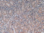 DAB staining on IHC-P; Samples: Human Stomach Tissue.