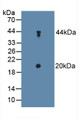 Western Blot; Sample: Mouse Cerebellum Tissue.