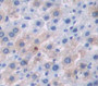 Visceral Adipose Tissue Derived Serine Protease Inhibitor (Vaspin) Polyclonal Antibody, Cat#CAU27312