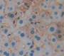 Visceral Adipose Tissue Derived Serine Protease Inhibitor (Vaspin) Polyclonal Antibody, Cat#CAU27313