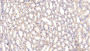 DAB staining on IHC-P. Samples: Rat Tissue)