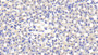 DAB staining on IHC-P; Samples: Mouse Kidney Tissue;  Primary Ab: 20μg/ml Rabbit Anti-Mouse APOE Antibody Second Ab: 2µg/mL HRP-Linked Caprine Anti-Rabbit IgG Polyclonal Antibody 