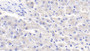 DAB staining on IHC-P; Samples: Canine Liver Tissue; Primary Ab: 20μg/ml Rabbit Anti-Canine APOE Antibody Second Ab: 2µg/mL HRP-Linked Caprine Anti-Rabbit IgG Polyclonal Antibody