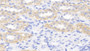 DAB staining on IHC-P; Samples: Canine Kidney Tissue;  Primary Ab: 20μg/ml Rabbit Anti-Canine APOE Antibody Second Ab: 2µg/mL HRP-Linked Caprine Anti-Rabbit IgG Polyclonal Antibody 