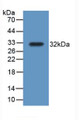 Western Blot; Sample: Recombinant TrxR1, Rat.