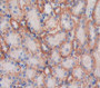 Used in DAB staining on fromalin fixed paraffin- embedded Kidney tissue