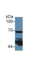 Western Blot; Sample: Human 293T cell lysate; Primary Ab: 5µg/ml Rabbit Anti-Mouse PTGS2 Antibody Second Ab: 0.2µg/mL HRP-Linked Caprine Anti-Rabbit IgG Polyclonal Antibody