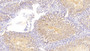 DAB staining on IHC-P; Samples: Mouse Testis Tissue;  Primary Ab: 20μg/ml Rabbit Anti-Mouse PTGS2 Antibody Second Ab: 2µg/mL HRP-Linked Caprine Anti-Rabbit IgG Polyclonal Antibody 