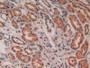 DAB staining on IHC-P; Samples: Human Kidney Tissue.