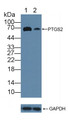 Knockout Varification: ; Lane 1: Wild-type RAW264.7 cell lysate; ; Lane 2: PTGS2 knockout RAW264.7 cell lysate; ; Predicted MW: 69kd ; Observed MW: 69kd; Primary Ab: 5µg/ml Rabbit Anti-Human PTGS2 Antibody; Second Ab: 0.2µg/mL HRP-Linked Caprine Anti-Rabbit IgG Polyclonal Antibody;