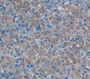 Myeloid Progenitor Inhibitory Factor 2 (Mpif2) Polyclonal Antibody, Cat#CAU27340