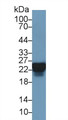 Western Blot; Sample: Human Lung lysate; Primary Ab: 3µg/ml Rabbit Anti-Human HSPB1 Antibody Second Ab: 0.2µg/mL HRP-Linked Caprine Anti-Rabbit IgG Polyclonal Antibody