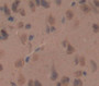 Neuropilin 1 (Nrp1) Polyclonal Antibody, Cat#CAU27349