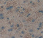 Neuropilin 1 (Nrp1) Polyclonal Antibody, Cat#CAU27350