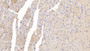 DAB staining on IHC-P; Samples: Mouse Cardiac Muscle Tissue; Primary Ab: 20µg/ml Rabbit Anti-Mouse NRP1 Antibody Second Ab: 2µg/mL HRP-Linked Caprine Anti-Rabbit IgG Polyclonal Antibody