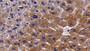 DAB staining on IHC-P; Samples: Mouse Liver Tissue; Primary Ab: 20μg/ml Rabbit Anti-Mouse NRP1 Antibody Second Ab: 2µg/mL HRP-Linked Caprine Anti-Rabbit IgG Polyclonal Antibody