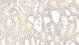DAB staining on IHC-P; Samples: Human Kidney Tissue; Primary Ab: 20μg/ml Rabbit Anti-Human NRP1 Antibody Second Ab: 2µg/mL HRP-Linked Caprine Anti-Rabbit IgG Polyclonal Antibody
