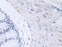 DAB staining on IHC-P; Samples: A.Mouse Large Intestine Tissue