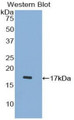 Western Blot; Sample: Recombinant protein.