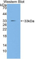 Western Blot; Sample: Recombinant protein.