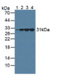 Western Blot; Sample: Lane1: Human Serum; Lane2: Porcine Brain Tissue; Lane3: Mouse Brain Tissue; Lane4: Rat Brain Tissue.