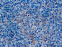 DAB staining on IHC-P; Samples: Human Tonsil Tissue;  Primary Ab: 10µg/ml Rabbit Anti-Human CD14 Ant