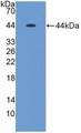 Western Blot; Sample: Recombinant MUC5B, Rat.