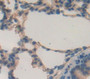 Used in DAB staining on fromalin fixed paraffin- embedded Kidney tissue