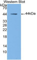 Western Blot; Sample: Recombinant protein.