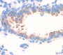 Mucin 5 Subtype B (Muc5B) Polyclonal Antibody, Cat#CAU27376