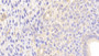 DAB staining on IHC-P; Samples: Mouse Uterus Tissue; Primary Ab: 20μg/ml Rabbit Anti-Mouse MUC5B Antibody Second Ab: 2µg/mL HRP-Linked Caprine Anti-Rabbit IgG Polyclonal Antibody