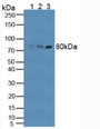 Western Blot; Sample: Lane1: Human RAW264.7 Cells; Lane2: Human HT-1080 Cells; Lane3: Human Blood Cells.