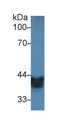 Western Blot; Sample: Mouse Small intestine lysate; Primary Ab: 2µg/ml Rabbit Anti-Mouse ADH1 Antibody Second Ab: 0.2µg/mL HRP-Linked Caprine Anti-Rabbit IgG Polyclonal Antibody