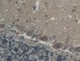 DAB staining on IHC-P; Samples: Porcine Cerebellum Tissue;  Primary Ab: 20µg/ml Rabbit Anti-Porcine 