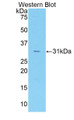 Western Blot; Sample: Recombinant protein.