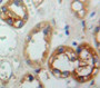 Used in DAB staining on fromalin fixed paraffin-embedded Kidney tissue