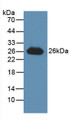 Western Blot; Sample: Recombinant GSTa3, Human.