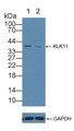 Knockout Varification: ; Lane 1: Wild-type K562 cell lysate; ; Lane 2: KLK11 knockout K562 cell lysate; ; Predicted MW: 30kd ; Observed MW: 40kd; Primary Ab: 2µg/ml Rabbit Anti-Human KLK11 Antibody; Second Ab: 0.2µg/mL HRP-Linked Caprine Anti-Rabbit IgG Polyclonal Antibody;