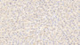 DAB staining on IHC-P; Samples: Rat Liver Tissue;  Primary Ab: 20μg/ml Rabbit Anti-Rat ANGPT4 Antibody Second Ab: 2µg/mL HRP-Linked Caprine Anti-Rabbit IgG Polyclonal Antibody 