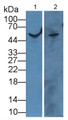 Western Blot; Sample: Lane1: Mouse Pancreas lysate; Lane2: Human Serum; Primary Ab: 2µg/mL Rabbit Anti-Human ANGPT4 Antibody; Second Ab: 0.2µg/mL HRP-Linked Caprine Anti-Rabbit IgG Polyclonal Antibody;