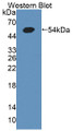 Western Blot; Sample: Recombinant protein.