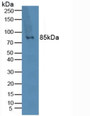 Western Blot; Sample: Human Lymphocytes Cells.