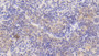 DAB staining on IHC-P; Samples: Mouse Spleen Tissue;  Primary Ab: 30µg/ml Rabbit Anti-Mouse IL7 Antibody Second Ab: 2µg/mL HRP-Linked Caprine Anti-Rabbit IgG Polyclonal Antibody 