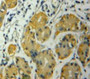 Used in DAB staining on fromalin fixed paraffin-embedded Stomach tissue