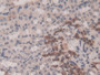 DAB staining on IHC-P; Samples: Mouse Kidney Tissue; Primary Ab: 30µg/ml Rabbit Anti-Mouse GSTm1 Antibody Second Ab: 2µg/mL HRP-Linked Caprine Anti-Rabbit IgG Polyclonal Antibody