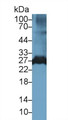 Western Blot; Sample: Rat Spinal cord lysate; ; Primary Ab: 1µg/ml Rabbit Anti-Rat GSTm2 Antibody; Second Ab: 0.2µg/mL HRP-Linked Caprine Anti-Rabbit IgG Polyclonal Antibody;