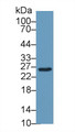 Western Blot; Sample: Mouse Liver lysate; Primary Ab: 1µg/ml Rabbit Anti-Mouse GSTm2 Antibody Second Ab: 0.2µg/mL HRP-Linked Caprine Anti-Rabbit IgG Polyclonal Antibody